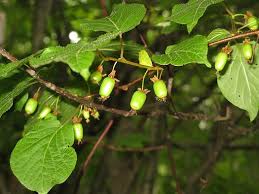 Attēlu rezultāti vaicājumam “Actinidia kolomikta fruit”