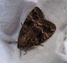 Attēlu rezultāti vaicājumam “Amphipyra pyramidea”