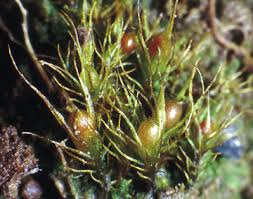 Attēlu rezultāti vaicājumam “Pleuridium subulatum”