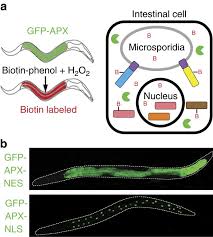 Attēlu rezultāti vaicājumam “Comatricha elegans var. microspora spores”