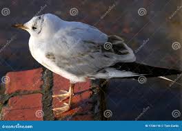 Attēlu rezultāti vaicājumam “Larus ridibundus juvenile”