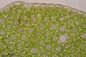 Attēlu rezultāti vaicājumam “Jamesoniella autumnalis”