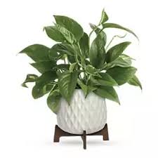 Image result for Leaves Green Bowmen