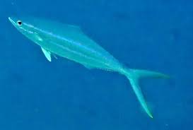 Image result for Elagatis bipinnulata