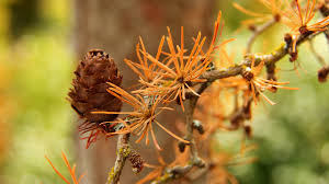 Attēlu rezultāti vaicājumam “Larix kaempferi female flower”