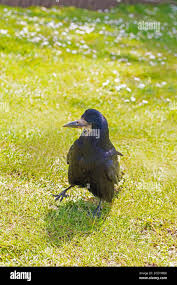 Attēlu rezultāti vaicājumam “Corvus frugilegus adult”