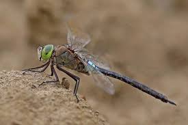 Attēlu rezultāti vaicājumam “Anax parthenope”