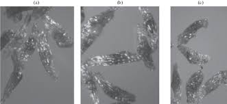 Attēlu rezultāti vaicājumam “Dactylorhiza majalis subsp. baltica”