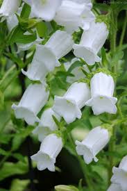 Image result for Glockenblumen