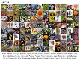 Attēlu rezultāti vaicājumam “Dianemataceae”