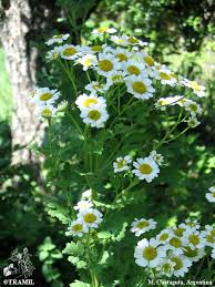 Image result for Tanacetum parthenium