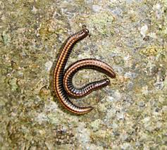 Attēlu rezultāti vaicājumam “Ommatoiulus vilnensis”