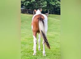 Image result for chestnut friesian
