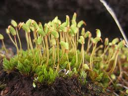 Attēlu rezultāti vaicājumam “Pleurocarpous mosses sporophyte”