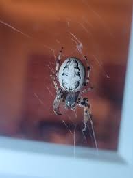 Attēlu rezultāti vaicājumam “Larinioides cornutus”