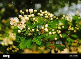 Attēlu rezultāti vaicājumam “Crataegus submollis flower”