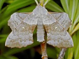 Attēlu rezultāti vaicājumam “Laothoe populi”