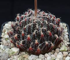 Attēlu rezultāti vaicājumam “Athelia arachnoidea”