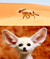 Attēlu rezultāti vaicājumam “Vulpes zerda”