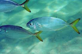 Image result for Caranx crysos