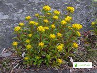Attēlu rezultāti vaicājumam “Sedum aizoon fruit”