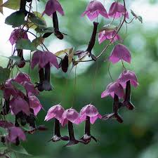 Image result for Rhodochiton atrosanguineum