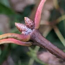Attēlu rezultāti vaicājumam “Quercus rubra bud”