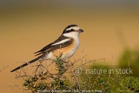 Image result for Lanius nubicus