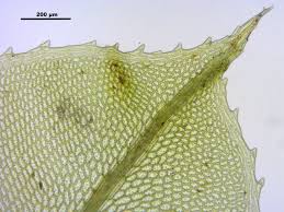 Attēlu rezultāti vaicājumam “Plagiomnium elatum”