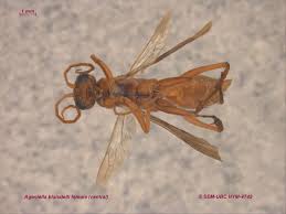 Attēlu rezultāti vaicājumam “Pompilidae”