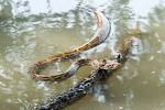 File:Indian python Python molurus.jpg - Wikipedia, the free ...