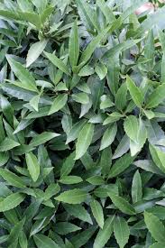 Attēlu rezultāti vaicājumam “Euura acutifoliae”