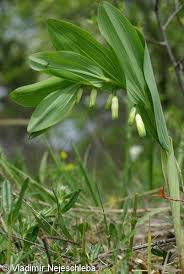 Attēlu rezultāti vaicājumam “Polygonatum odoratum bud”