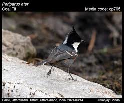 Attēlu rezultāti vaicājumam “Periparus ater adult”