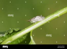 Attēlu rezultāti vaicājumam “Hemerobiidae”