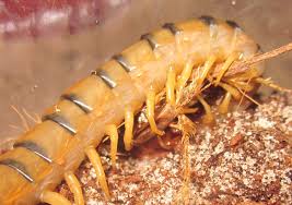 Attēlu rezultāti vaicājumam “Melanotus sp.”