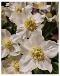 Attēlu rezultāti vaicājumam “Helleborus niger”