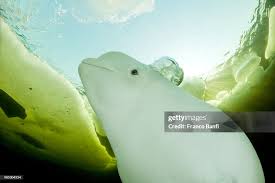 Image result for Delphinapterus leucas