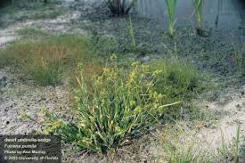 Attēlu rezultāti vaicājumam “Fellhanera subtilis”