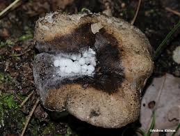 Attēlu rezultāti vaicājumam “Asterophora lycoperdoides”