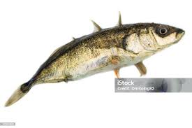 Attēlu rezultāti vaicājumam “Gasterosteus aculeatus”