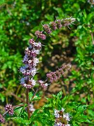Attēlu rezultāti vaicājumam “Mentha spicata flower”