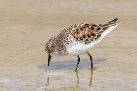 Attēlu rezultāti vaicājumam “Calidris minuta”