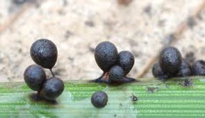 Attēlu rezultāti vaicājumam “Lamproderma pseudomaculatum”