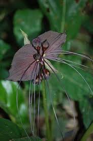 Image result for Tacca chantrieri