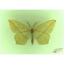 Attēlu rezultāti vaicājumam “Timandra comae”