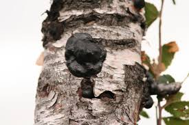 Attēlu rezultāti vaicājumam “Daldinia concentrica”