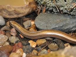 Attēlu rezultāti vaicājumam “Anguis fragilis”