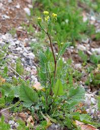 Attēlu rezultāti vaicājumam “Sisymbrium loeselii”
