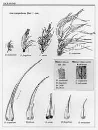 Attēlu rezultāti vaicājumam “Dicranum viride”